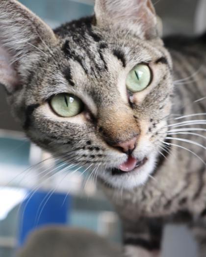 Foofa, Adoptable, Adult Female Domestic Short Hair & Domestic Short Hair.