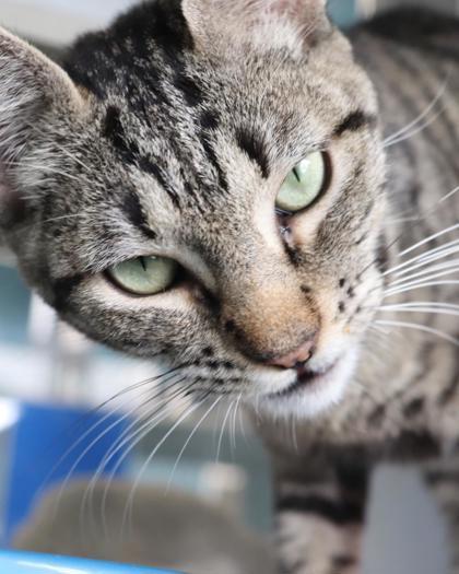 Enlarge Foofa, a Adoptable mixed breed in New Orleans, LA image 2/2