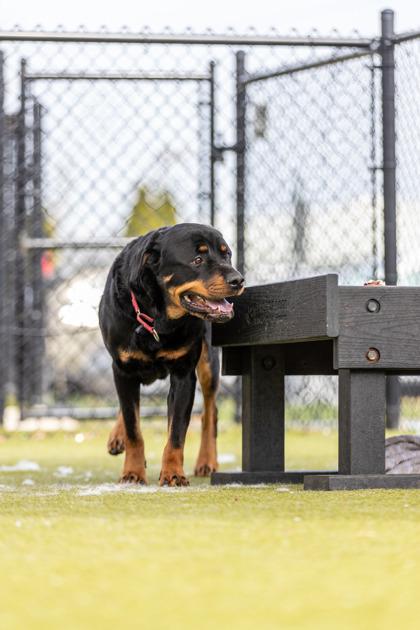 Rufus — thumbnail 3