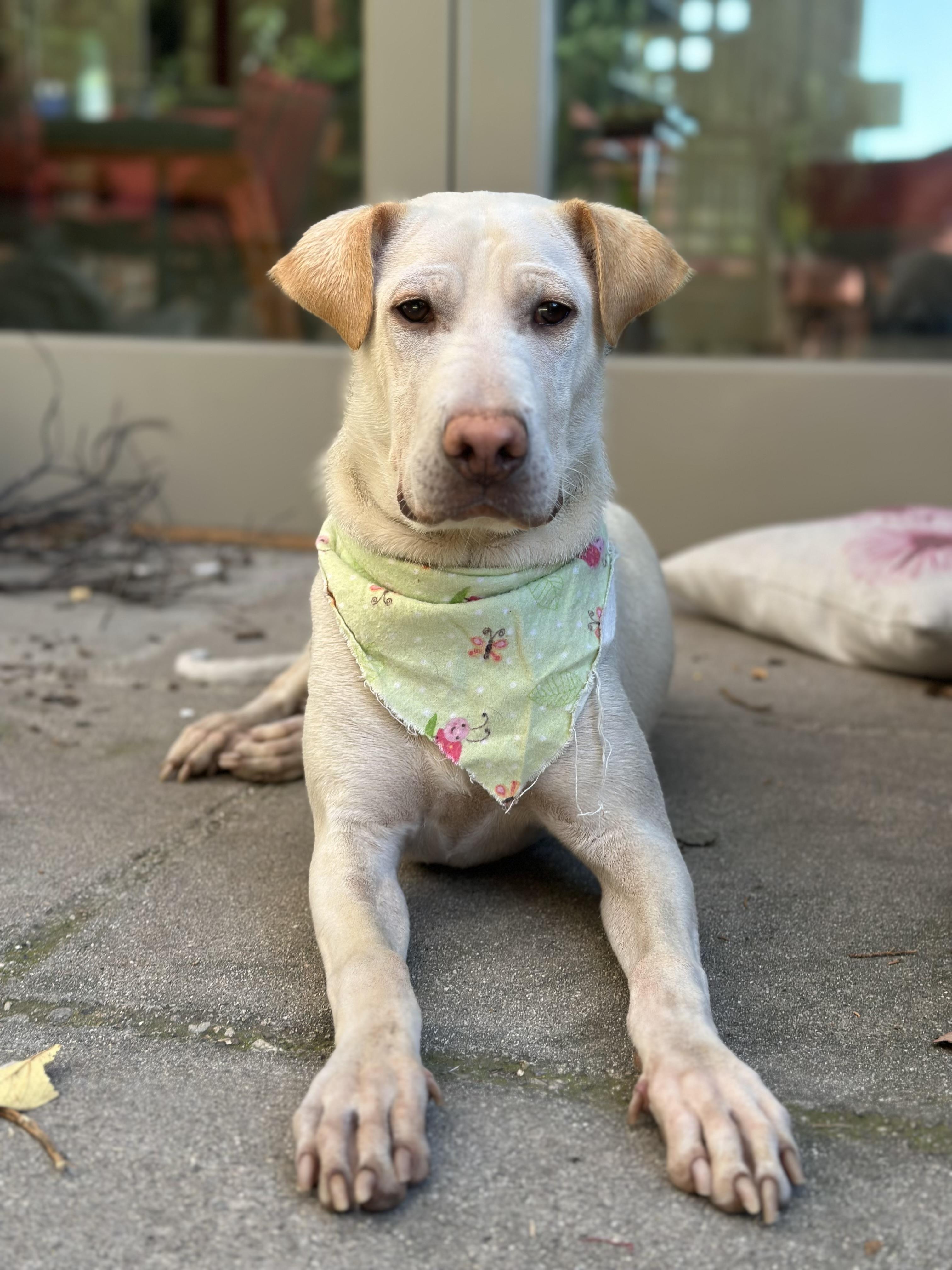 Cinderella, Adoptable, Puppy Female Labrador Retriever & Shar-Pei.