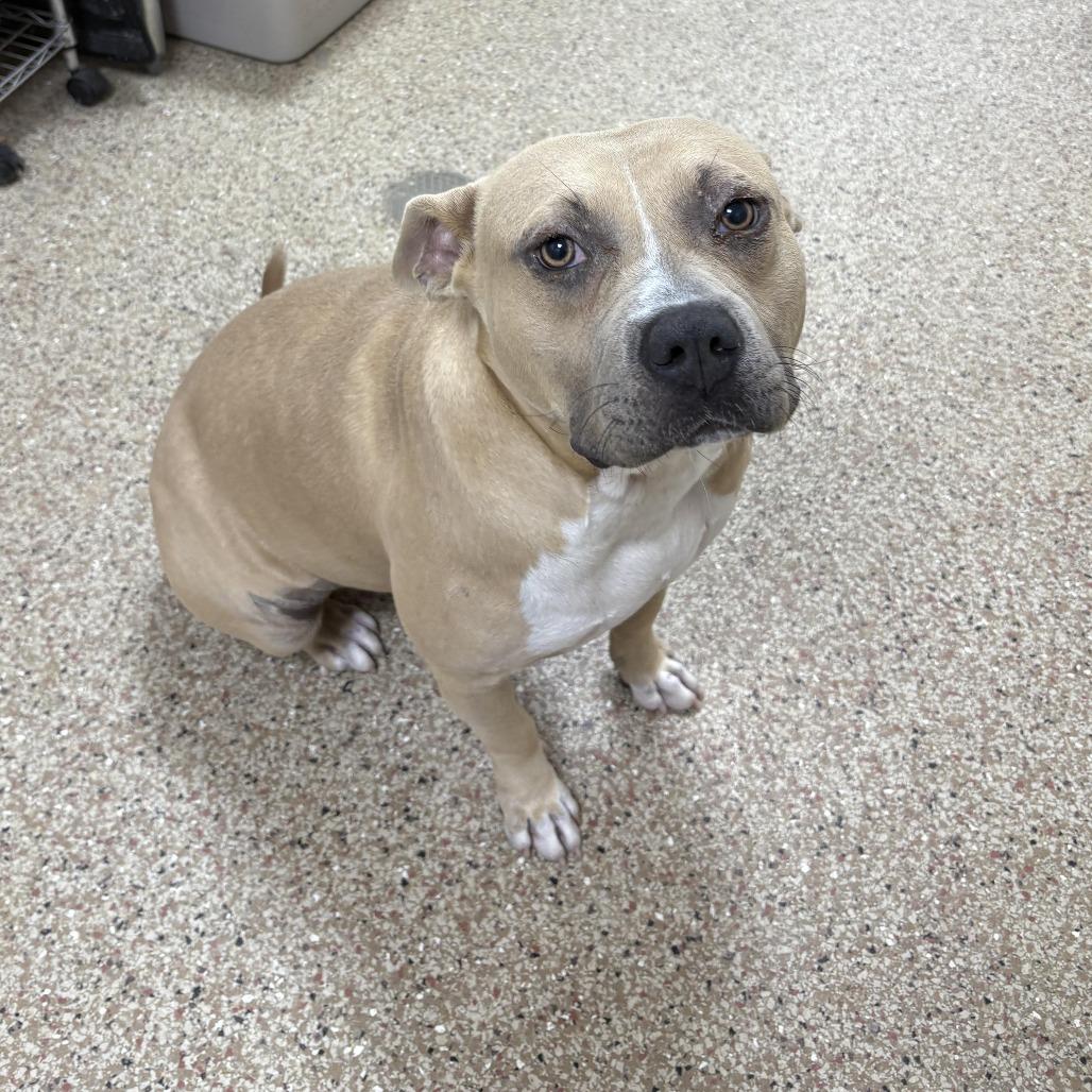Sally, Adoptable, Adult Female English Bulldog.