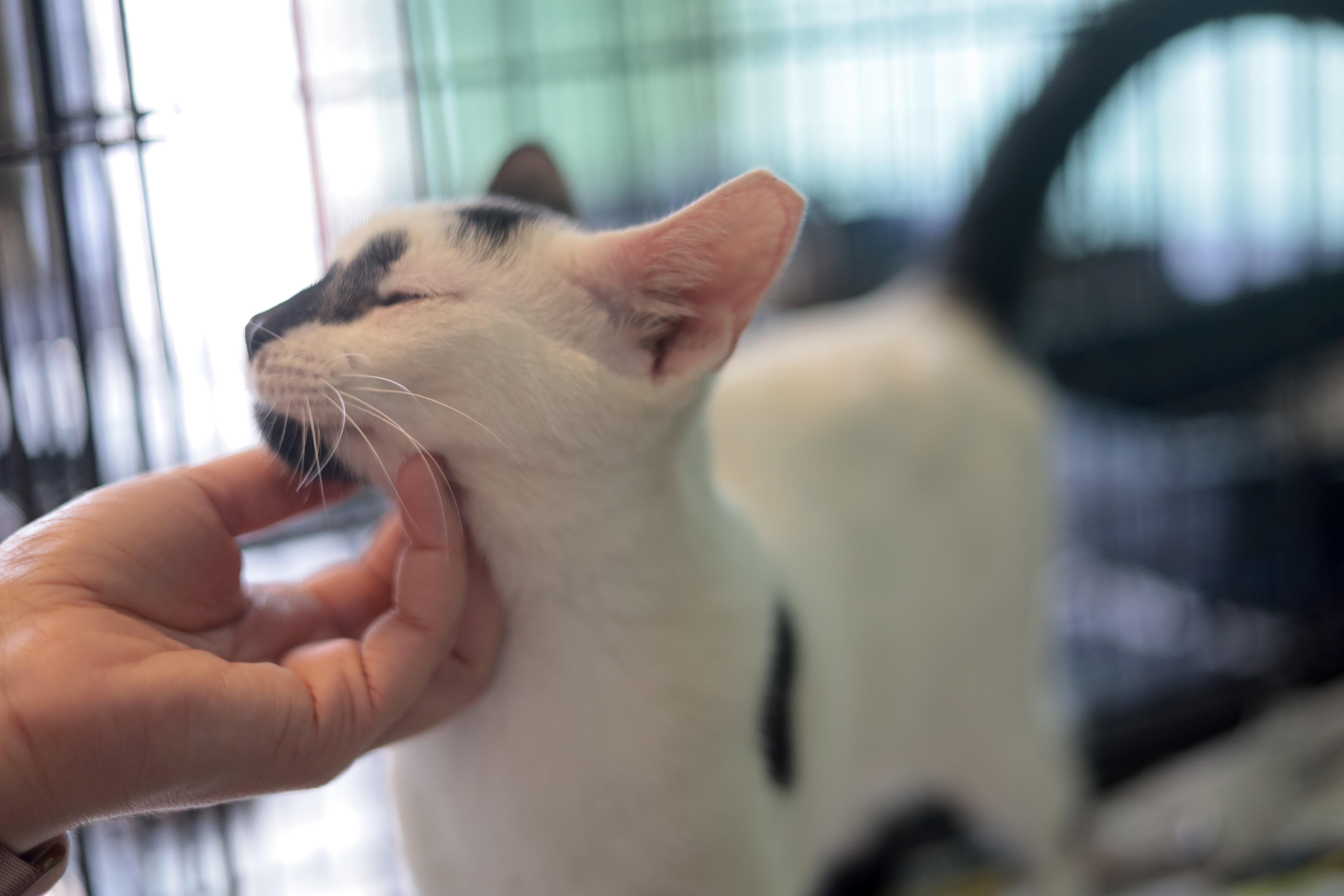 Enlarge Don Juan, a Adoptable Domestic Short Hair in New York, NY image 3/5