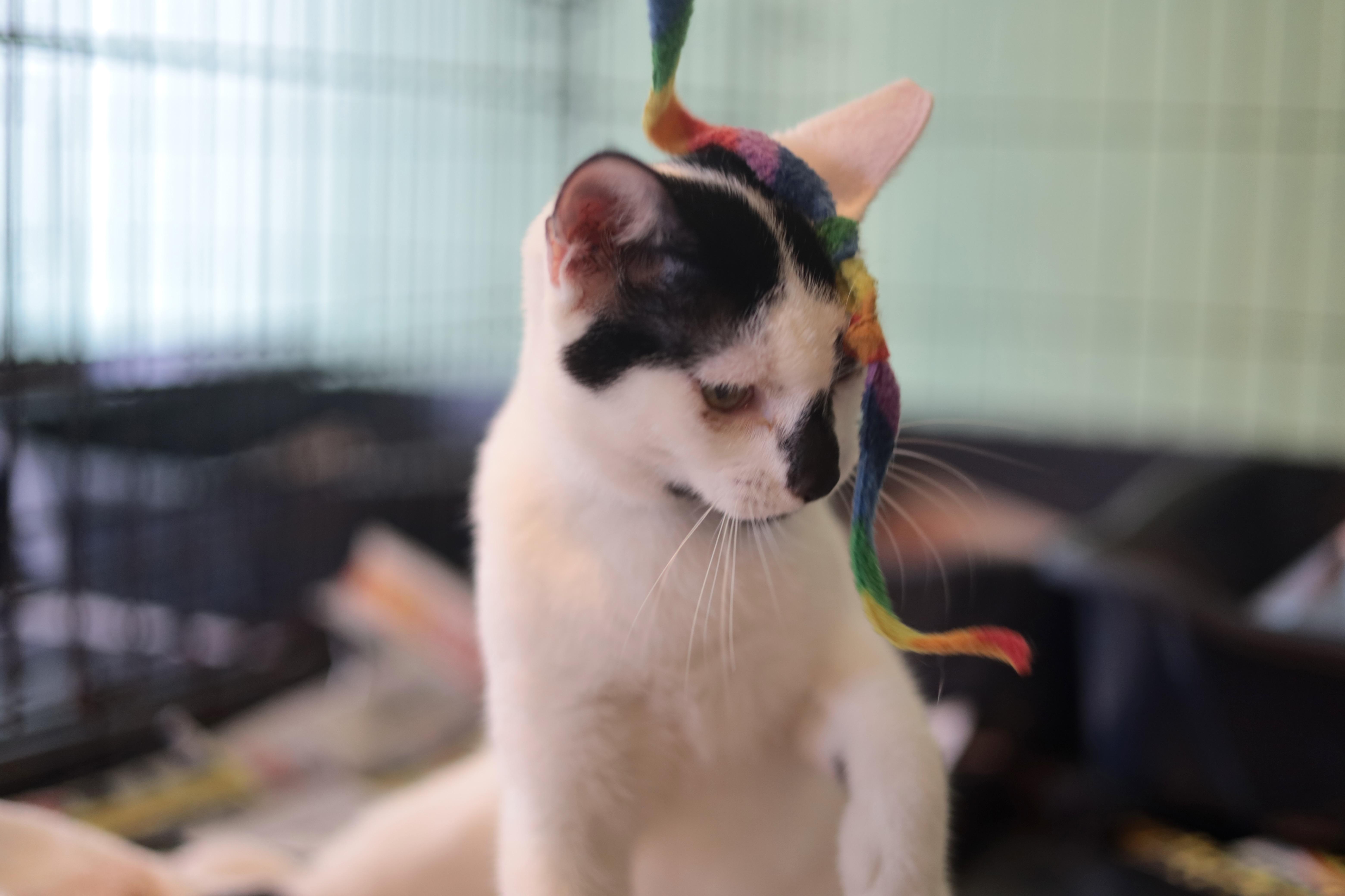 Enlarge Don Juan, a Adoptable Domestic Short Hair in New York, NY image 5/5