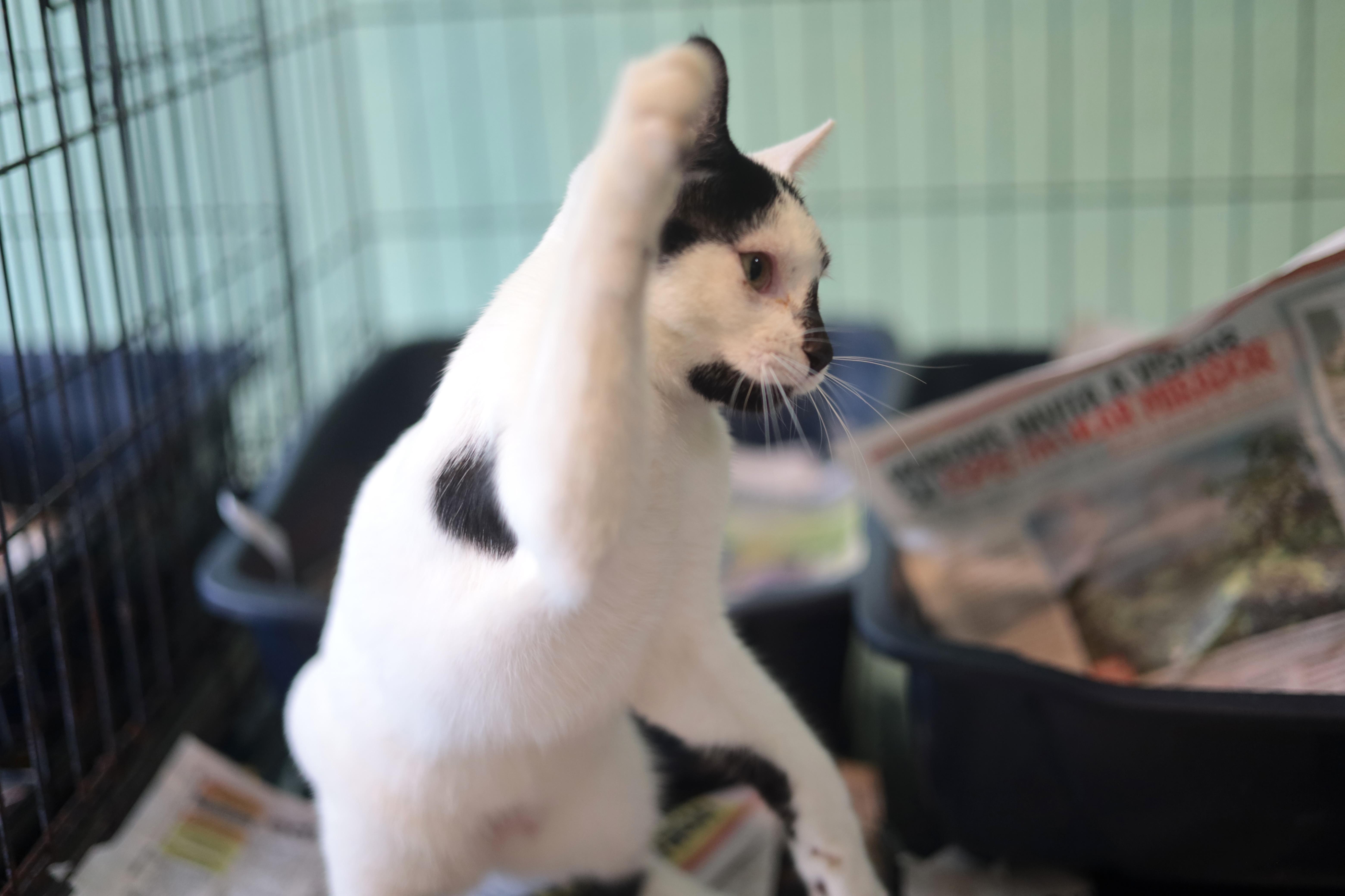 Enlarge Don Juan, a Adoptable Domestic Short Hair in New York, NY image 4/5