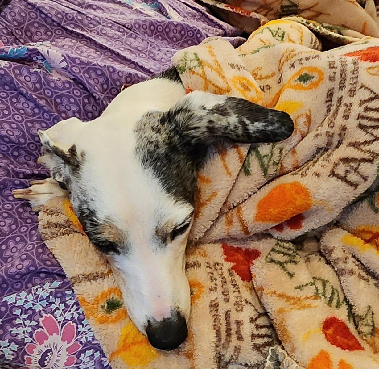 Rex rover aka Dexter Poindexter, Adopted, Adult Male Dachshund & Whippet.