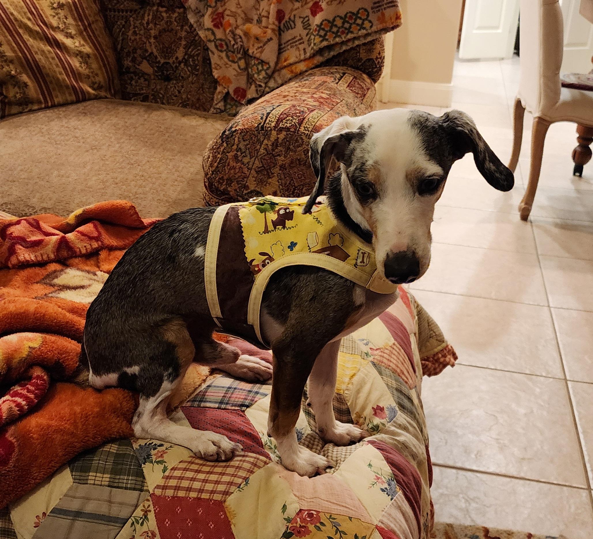 Enlarge Rex rover aka Dexter Poindexter, a Adopted mixed breed in Bryan, TX image 2/5