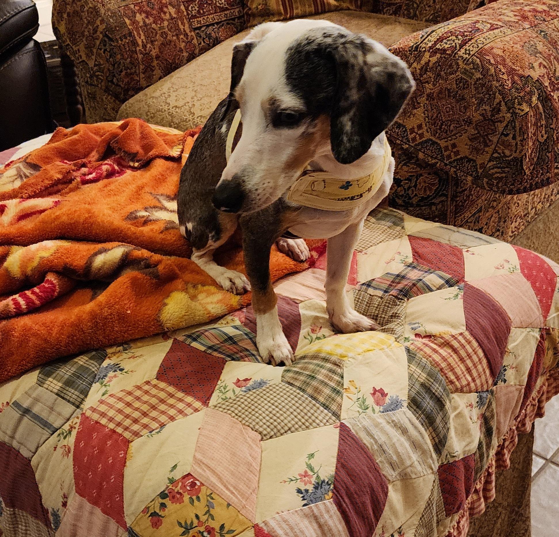 Enlarge Rex rover aka Dexter Poindexter, a Adopted mixed breed in Bryan, TX image 3/5