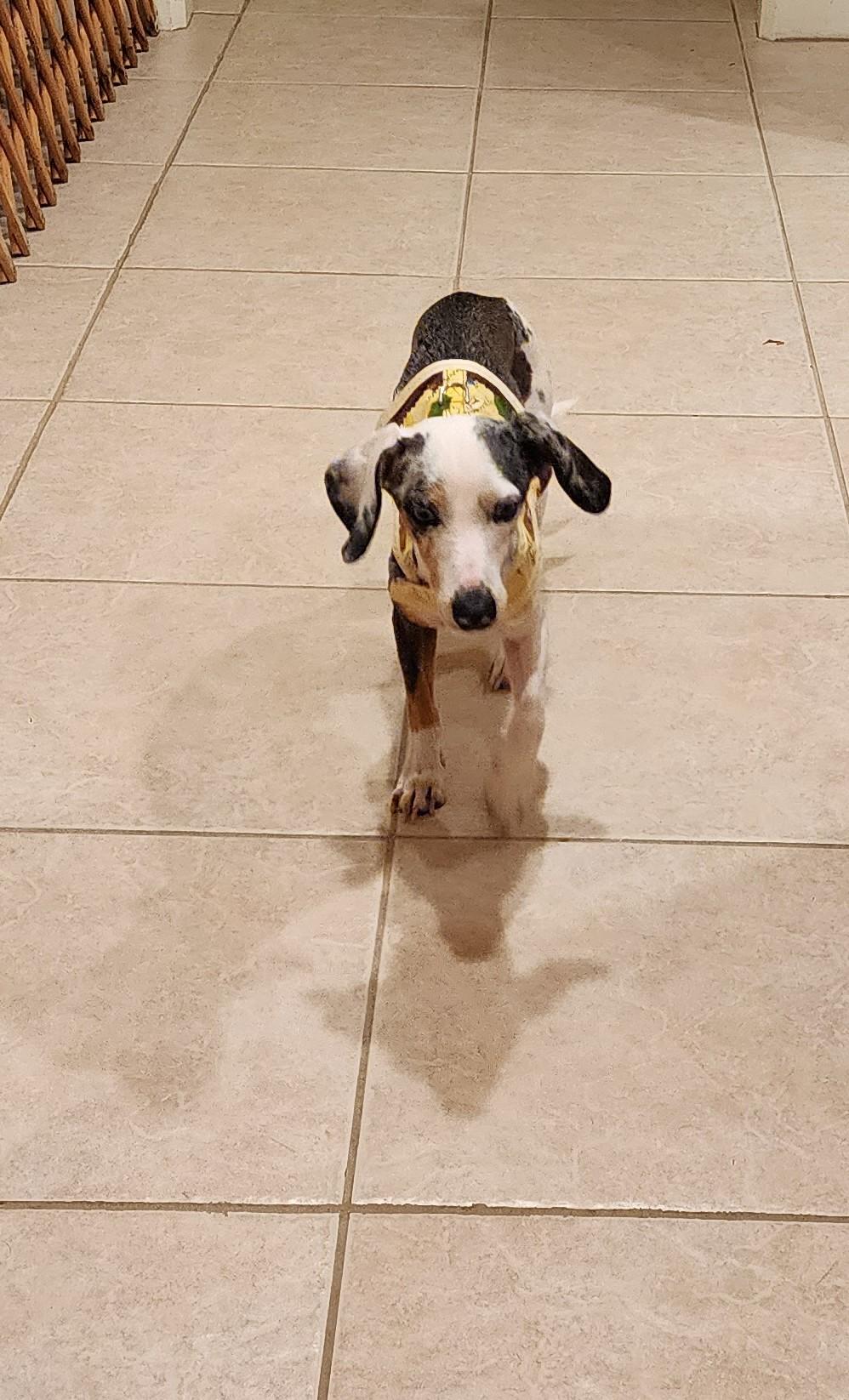 Enlarge Rex rover aka Dexter Poindexter, a Adopted mixed breed in Bryan, TX image 4/5