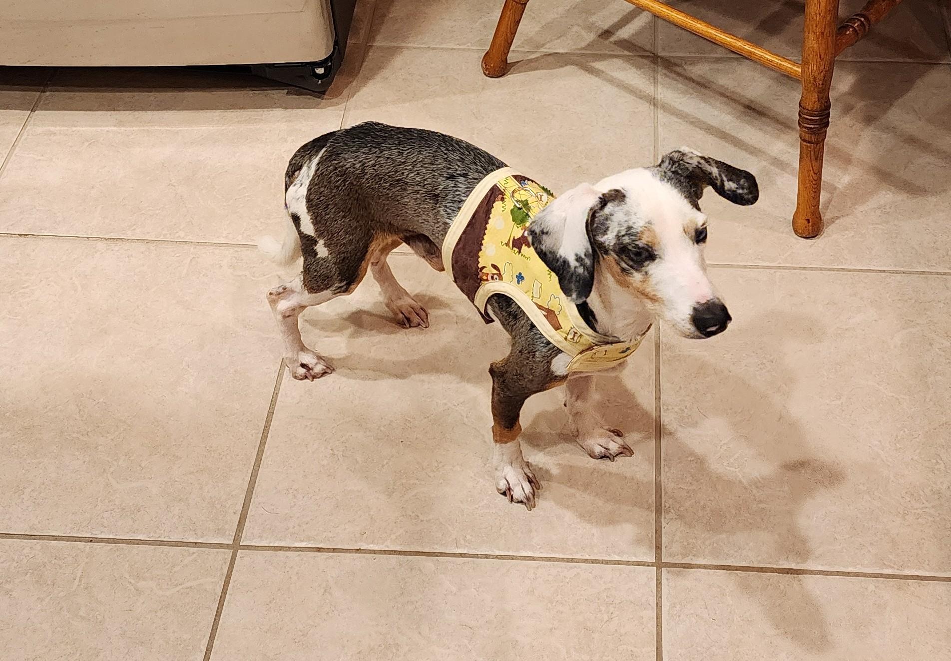 Rex rover aka Dexter Poindexter, Adopted, Adult Male Dachshund & Whippet.