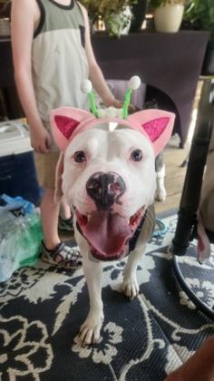 Sid - In Foster Home, a ADOPTABLE Mixed Breed in Hamilton, OH image 5/6