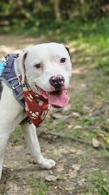 Sid - In Foster Home, ADOPTABLE, Young Male Mixed Breed.