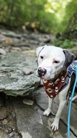 Sid - In Foster Home, a ADOPTABLE Mixed Breed in Hamilton, OH image 6/6