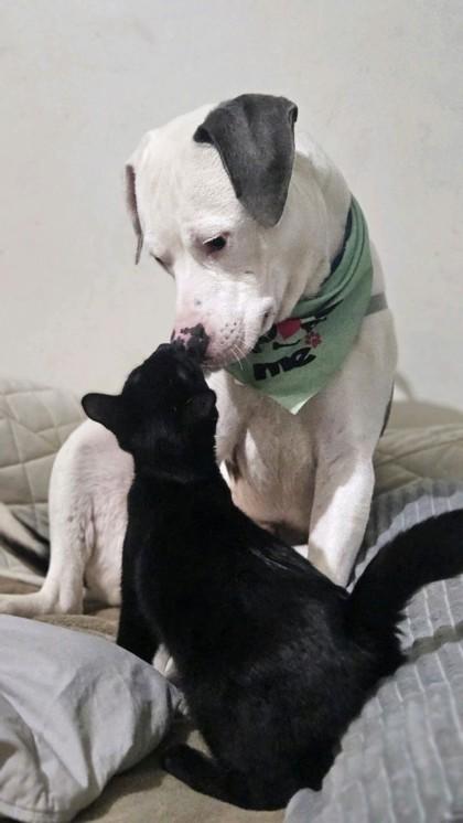 Sid - In Foster Home, a ADOPTABLE Mixed Breed in Hamilton, OH image 2/4