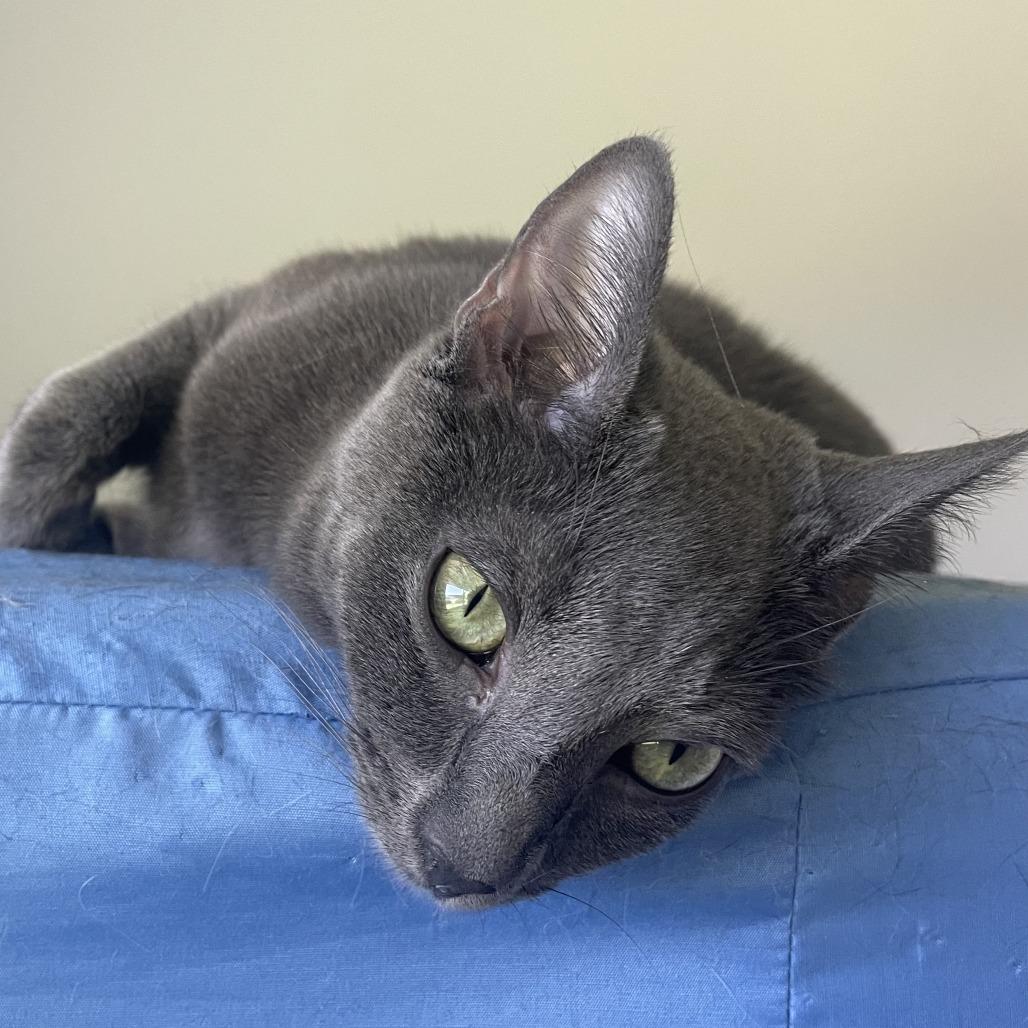 Stormi — thumbnail 3