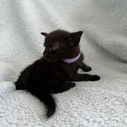 Lottie, Adoptable, Kitten Female Domestic Short Hair.