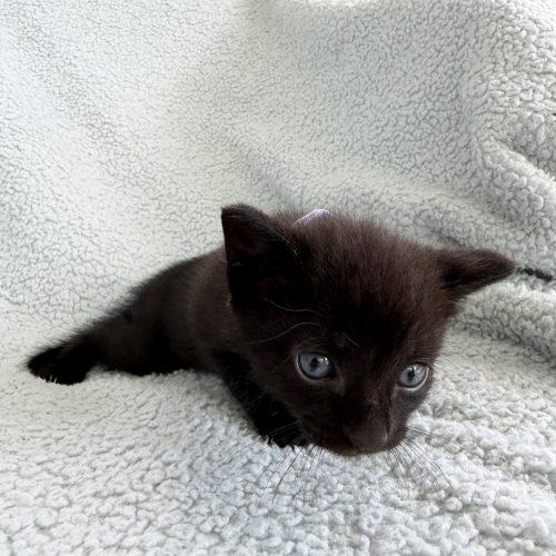 Lottie, a Adoptable Domestic Short Hair in Plantation, FL image 2/4