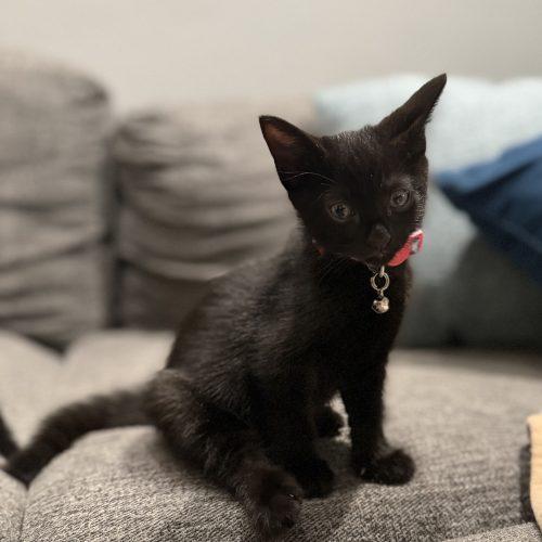 Lottie, a Adoptable Domestic Short Hair in Plantation, FL image 5/6