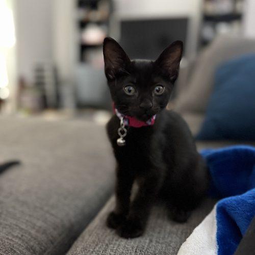 Lottie, Adoptable, Kitten Female Domestic Short Hair.