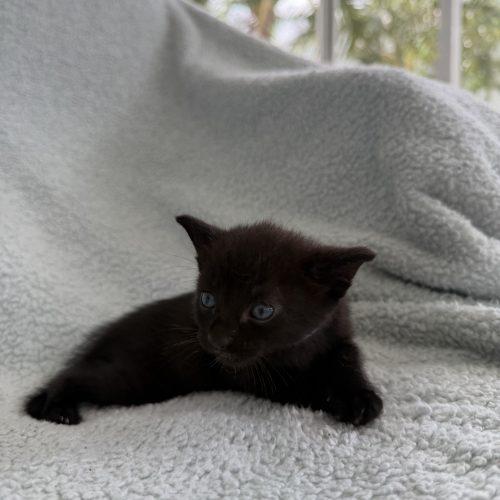 Lottie, a Adoptable Domestic Short Hair in Plantation, FL image 3/4