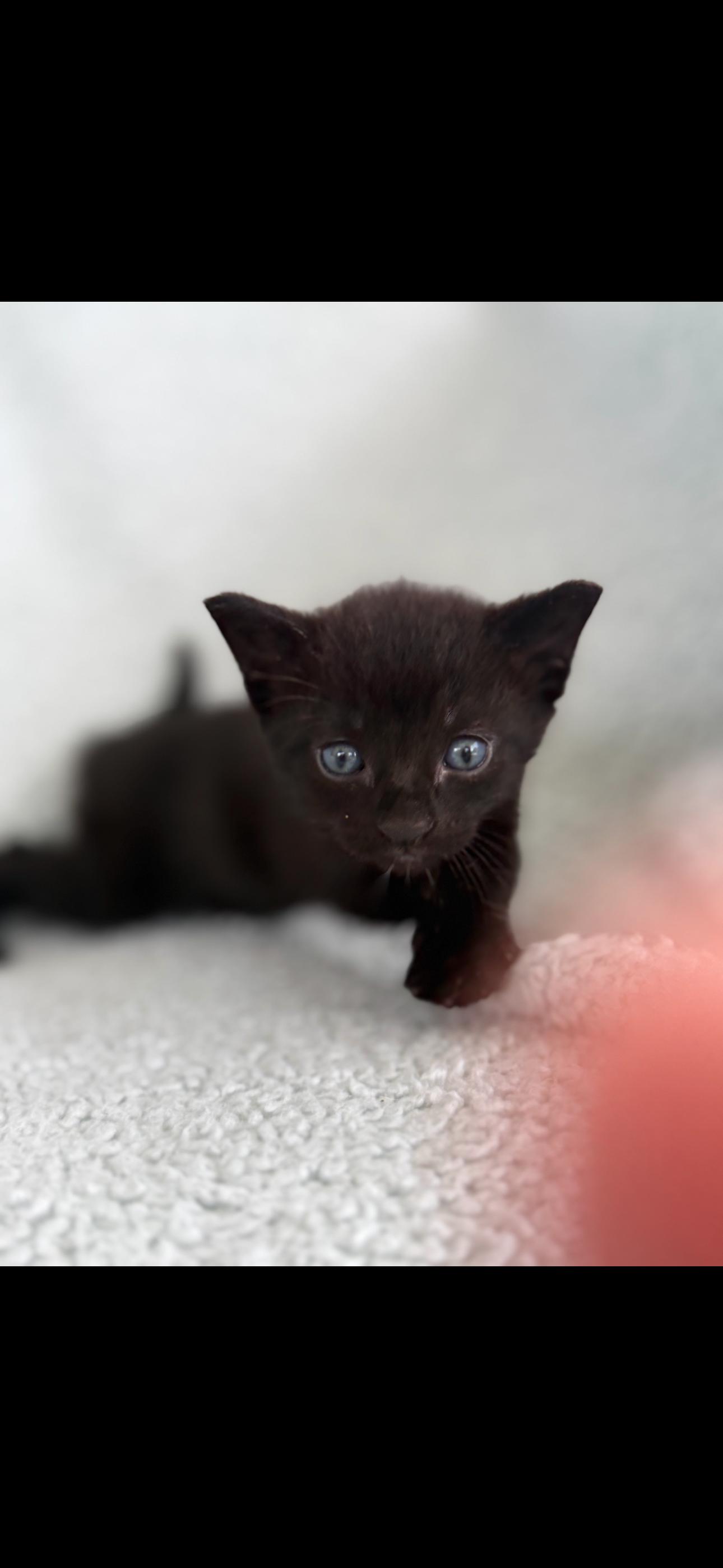 Lottie, a Adoptable Domestic Short Hair in Plantation, FL image 4/4