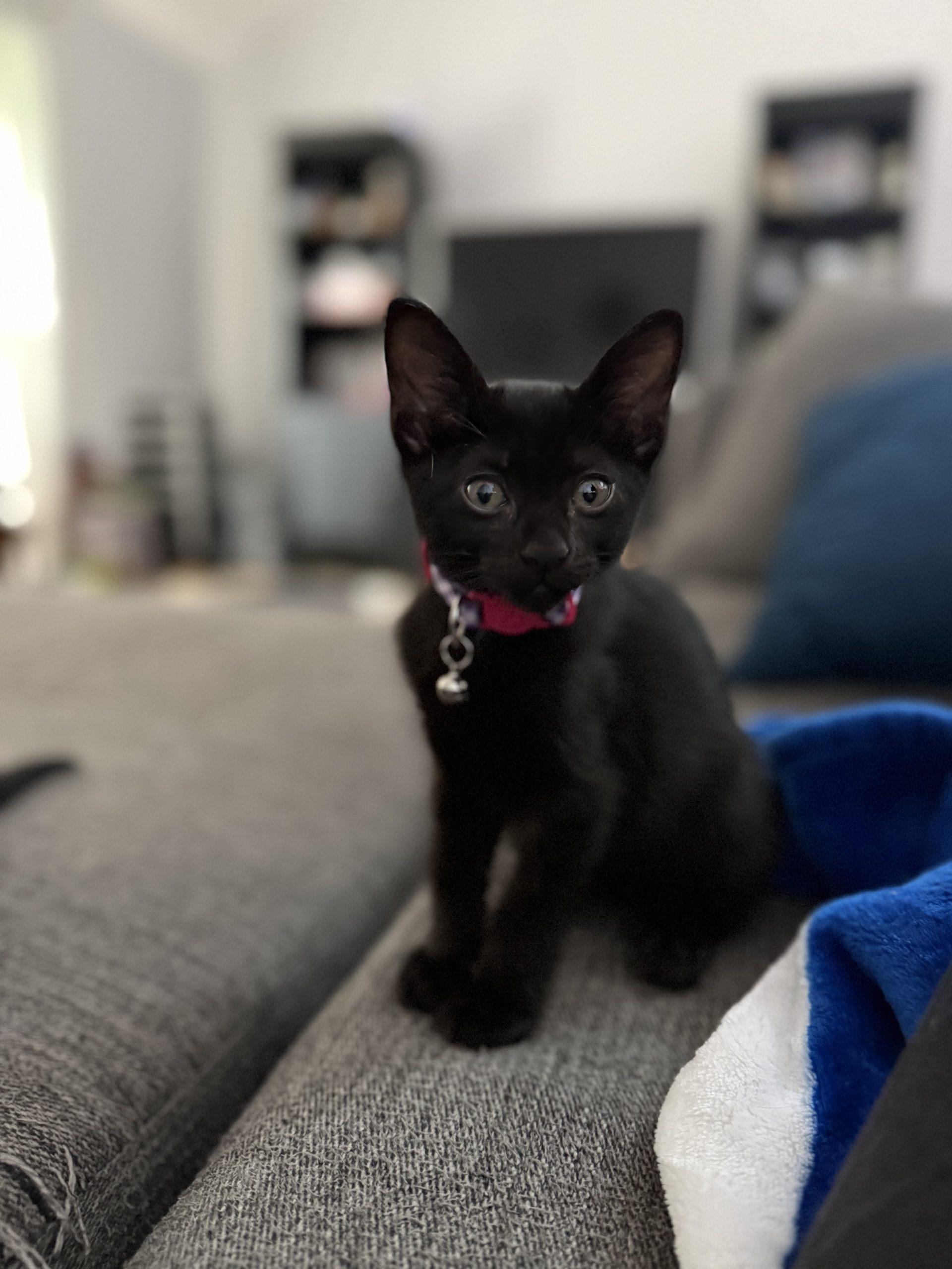 Lottie, a Adoptable Domestic Short Hair in Plantation, FL image 3/6