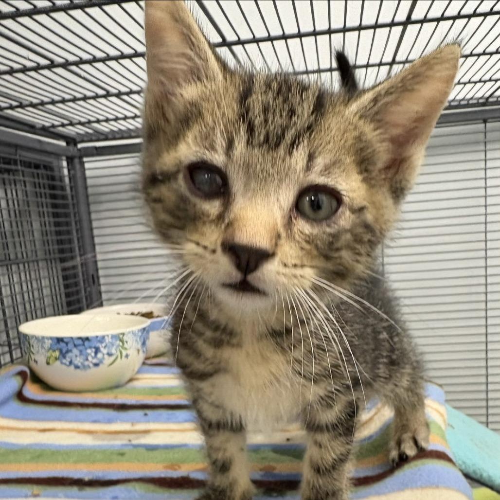 Enlarge Basil (26-5135), a Adoptable Domestic Short Hair in Fort Smith, AR image 1/1