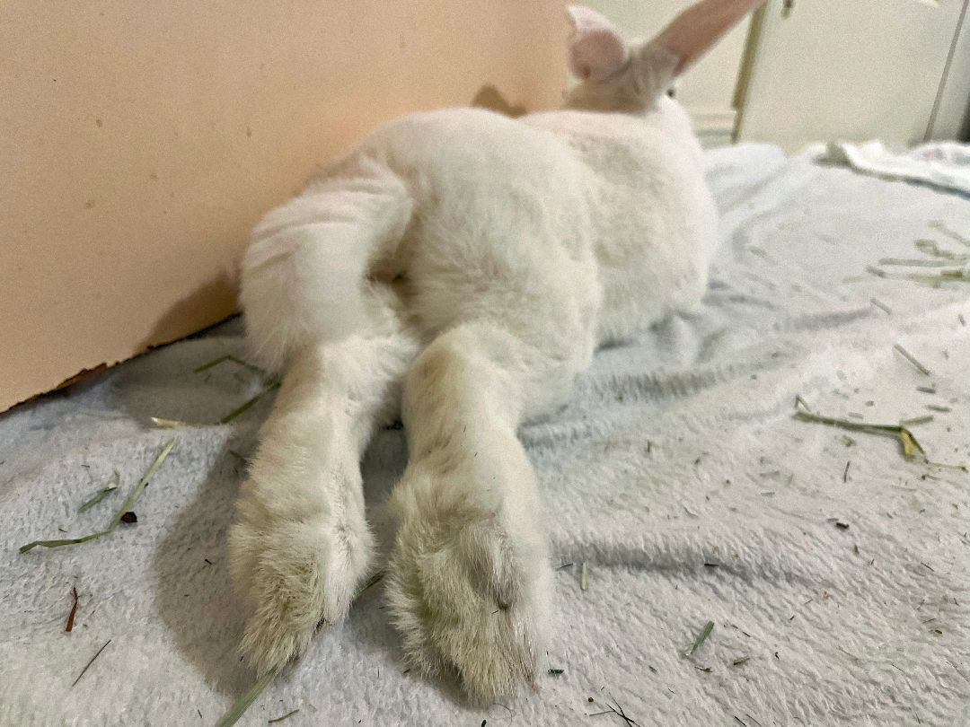 Tulle, a Adoptable New Zealand in Cambridge, ON image 1/17