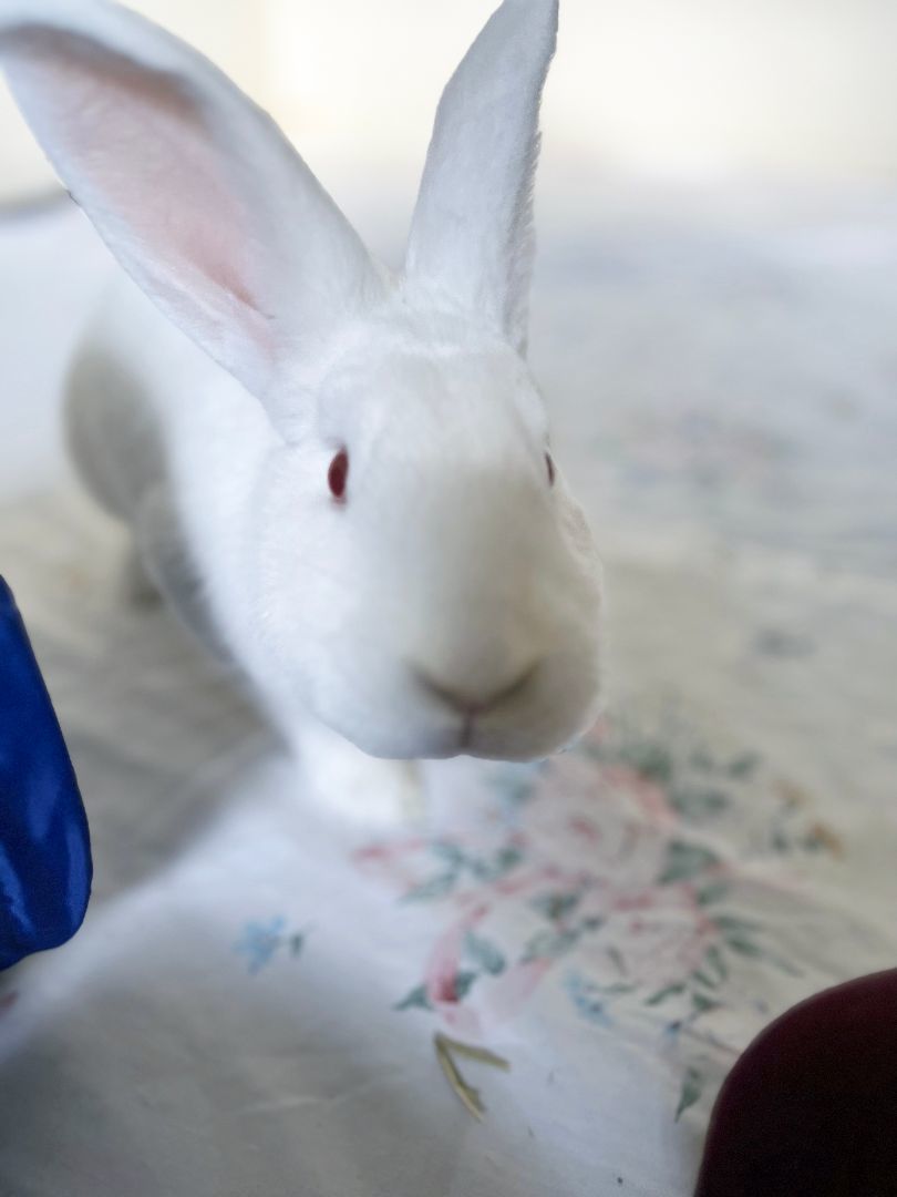 Tulle, a Adoptable New Zealand in Cambridge, ON image 2/17