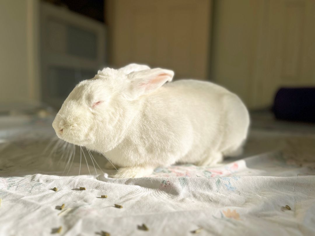 Tulle, a Adoptable New Zealand in Cambridge, ON image 4/17