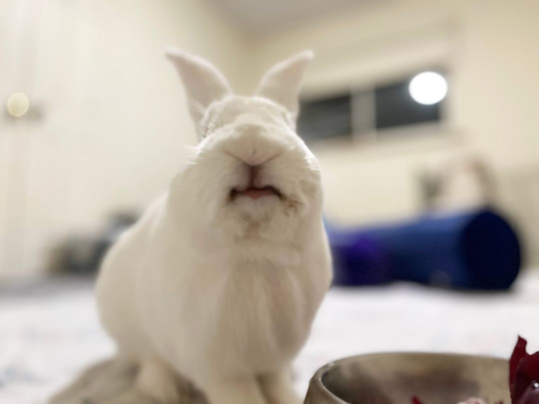 Tulle, a Adoptable New Zealand in Cambridge, ON image 5/17