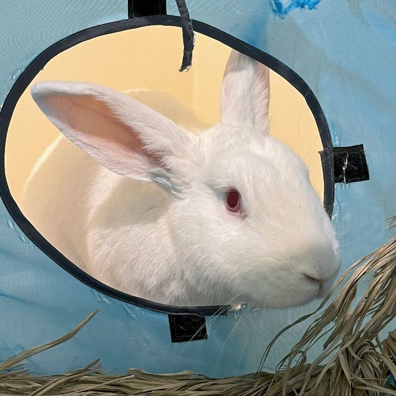 Tulle, a Adoptable New Zealand in Cambridge, ON image 6/17