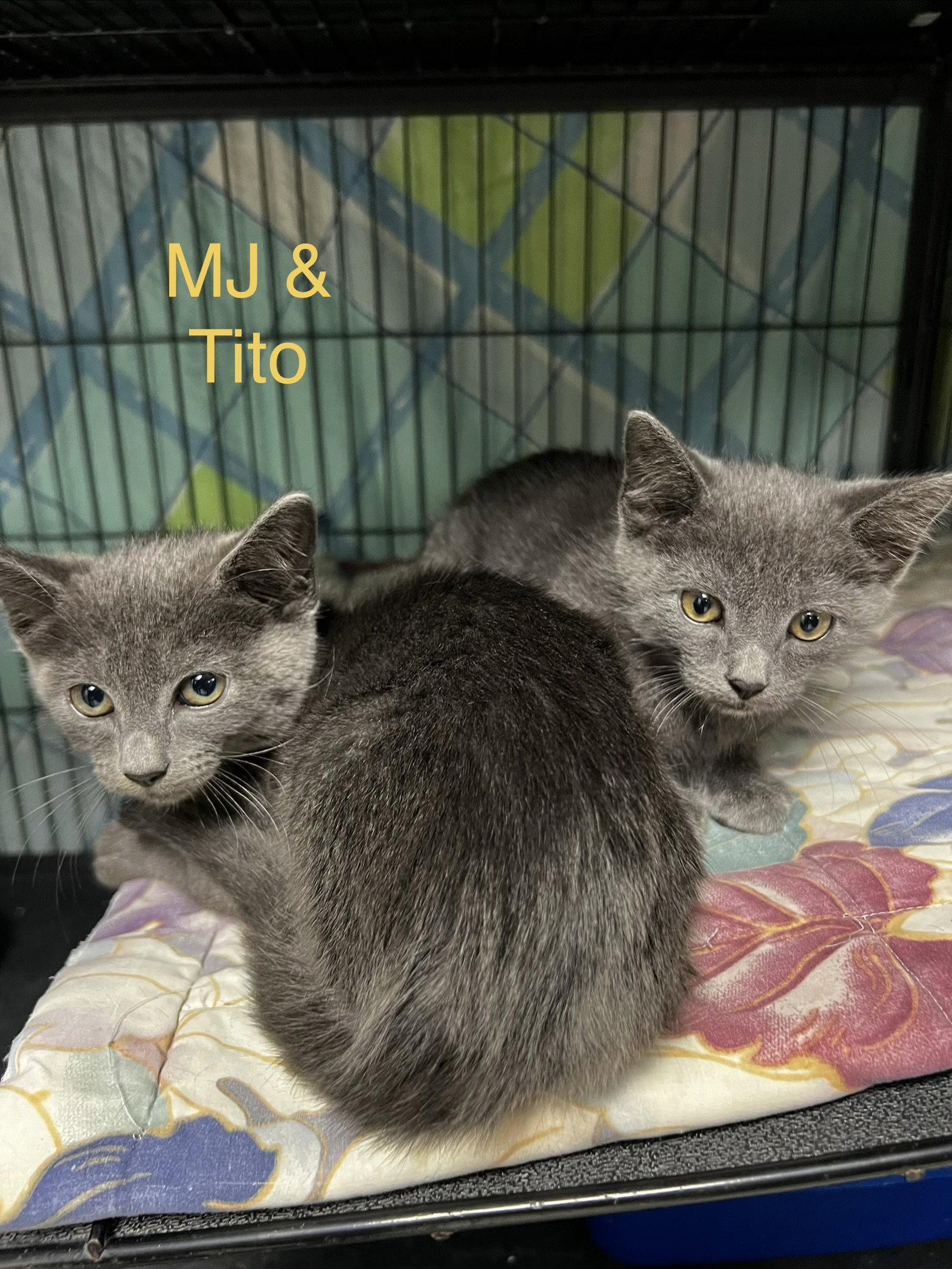 MJ and Tito, Adoptable, Kitten Male Chartreux & Domestic Short Hair.