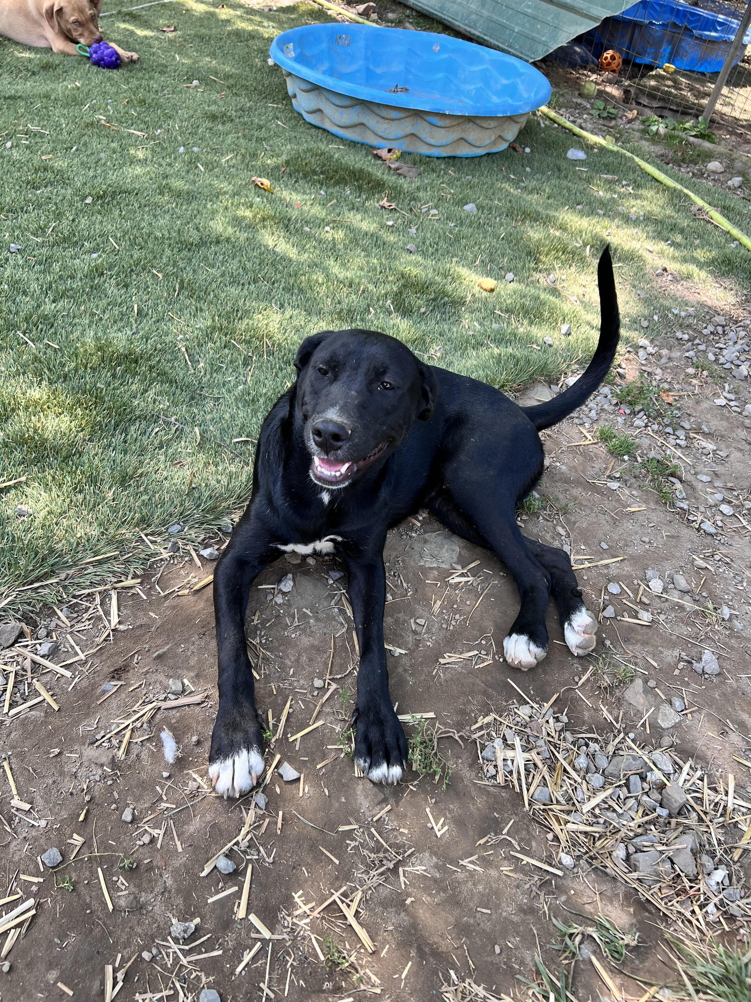 Josie, Adoptable, Young Female Staffordshire Bull Terrier.