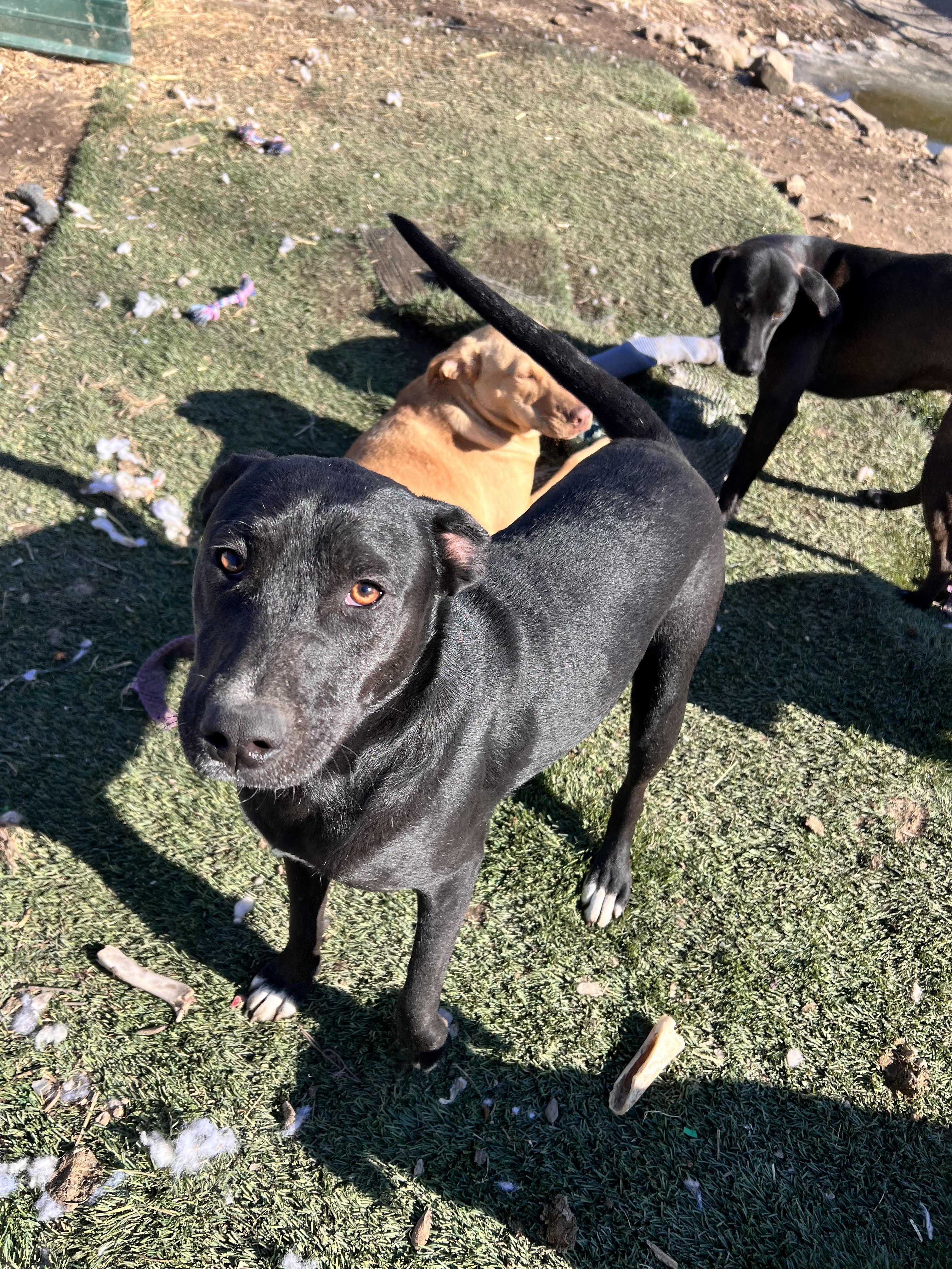 Josie, a Adoptable mixed breed in Tracy City , TN image 2/4