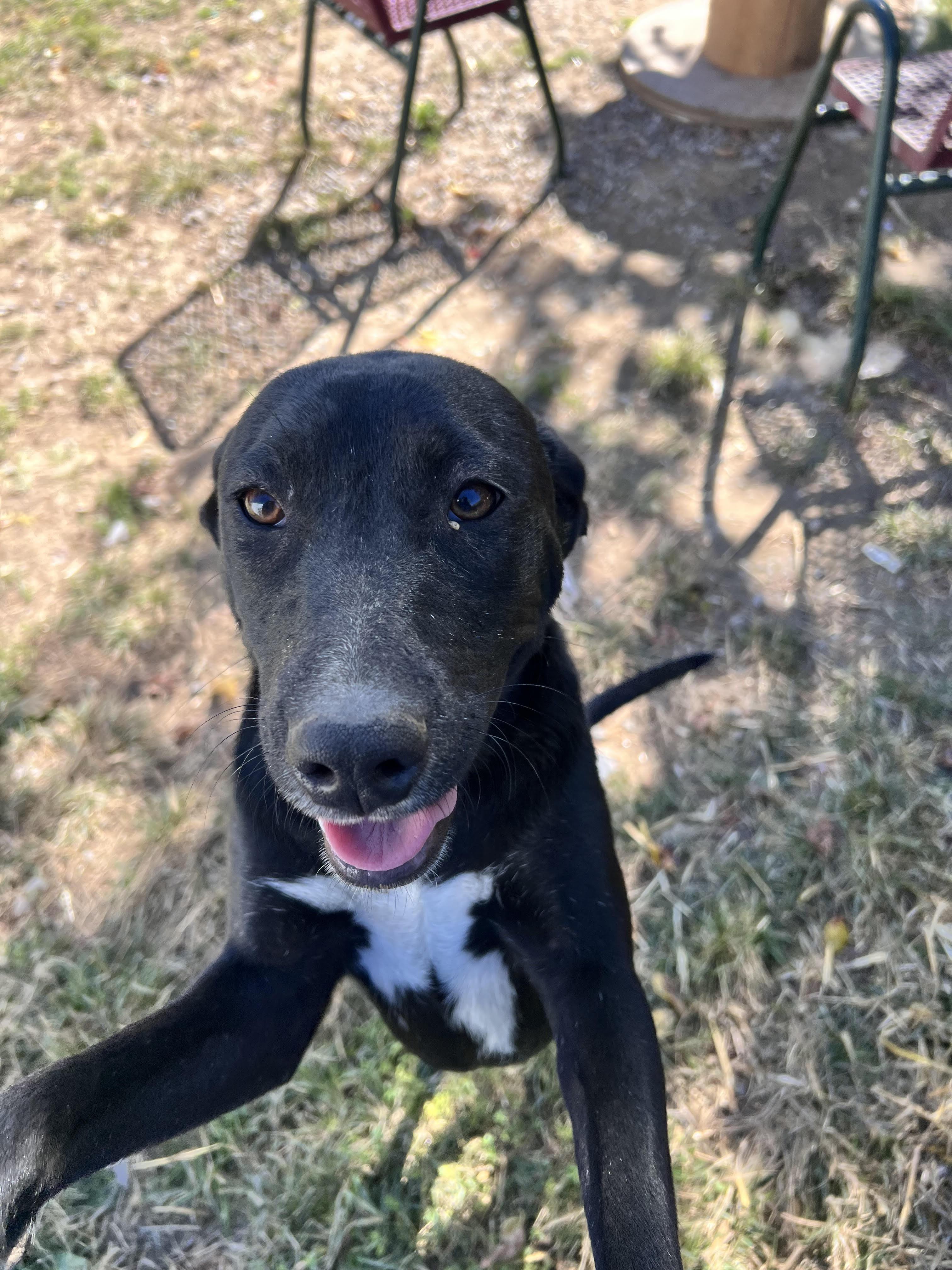 Enlarge Josie, a Adoptable mixed breed in Tracy City , TN image 2/3