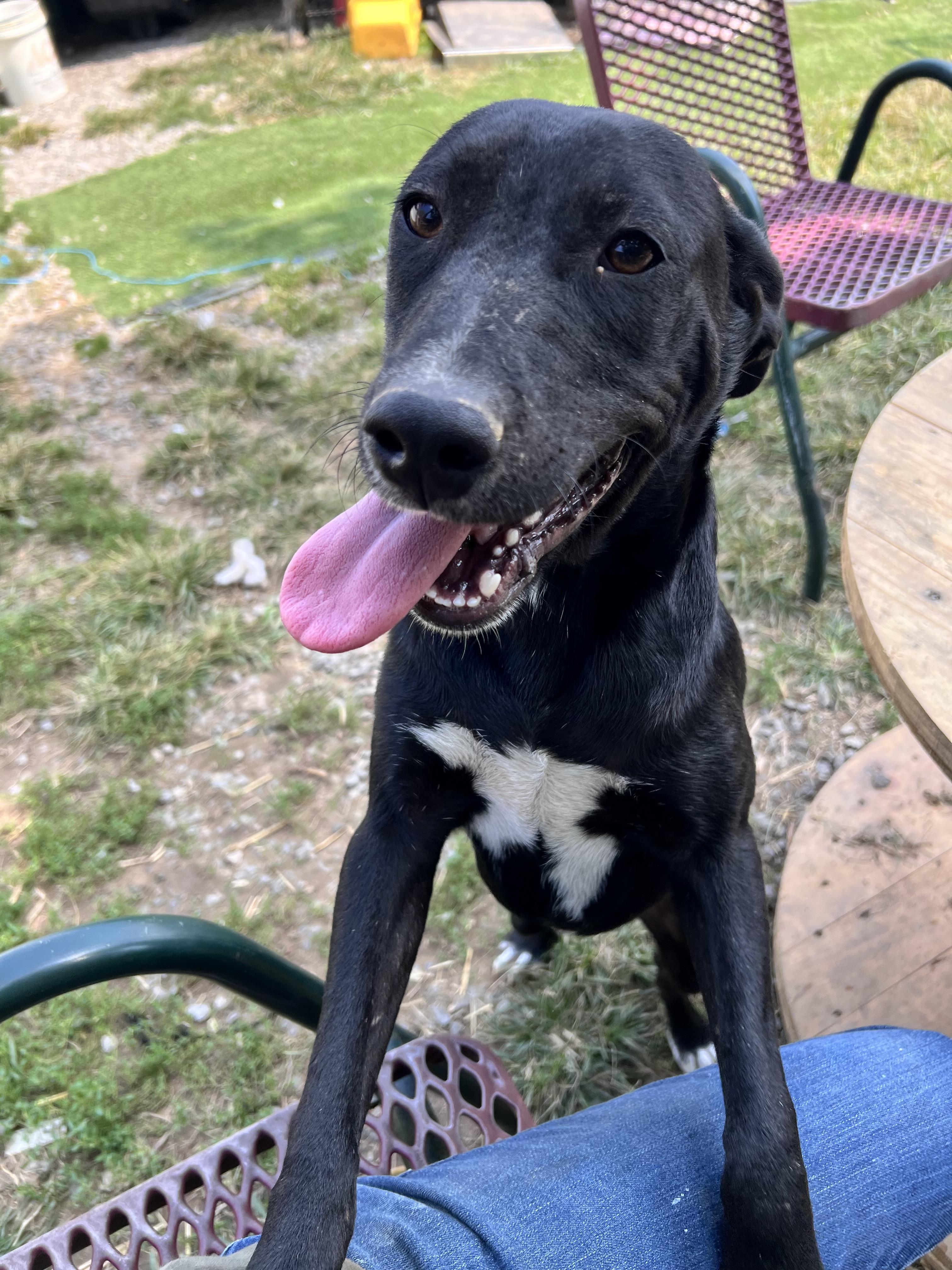 Enlarge Josie, a Adoptable mixed breed in Tracy City , TN image 3/3