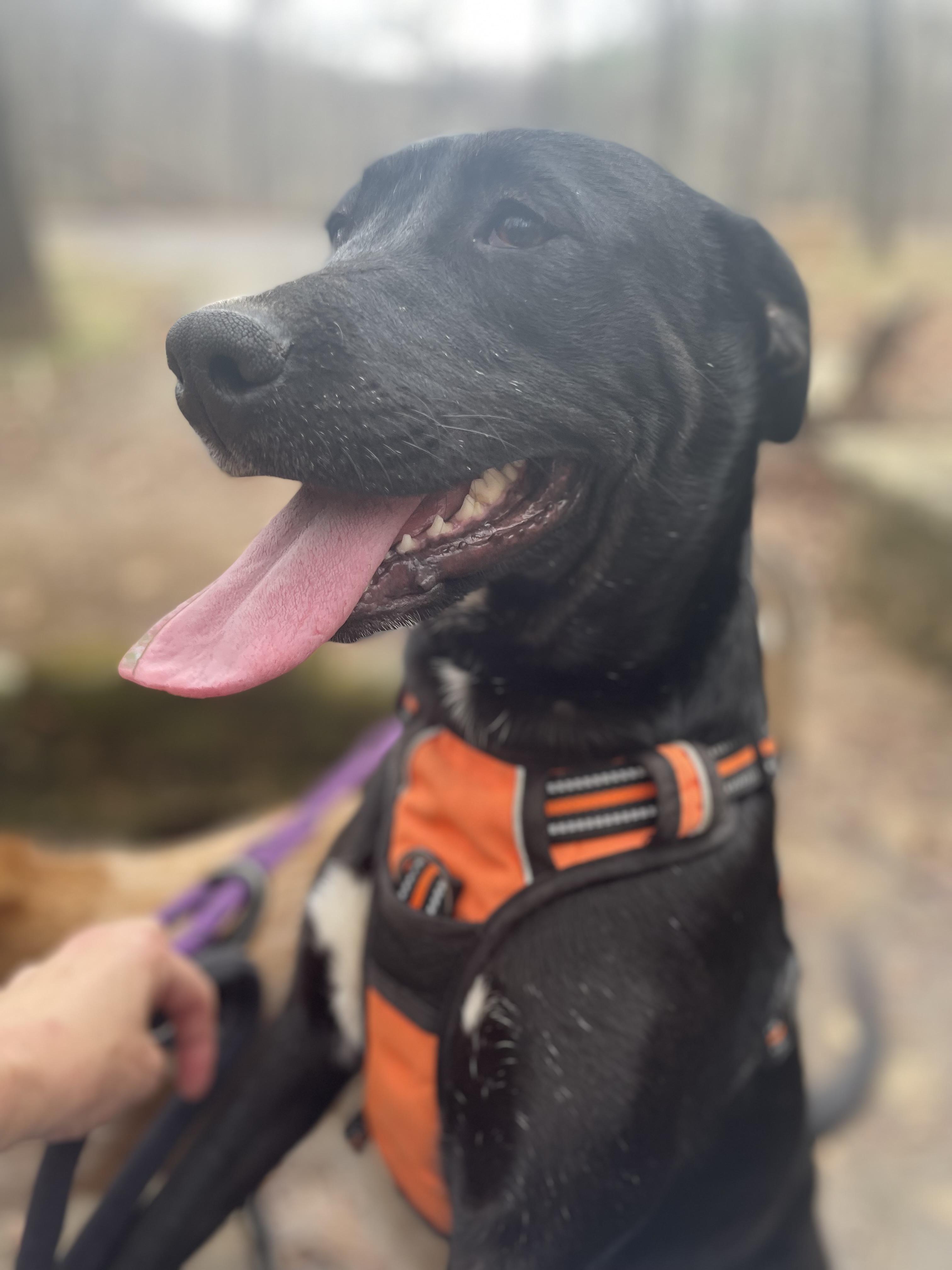 Josie, Adoptable, Young Female Staffordshire Bull Terrier.