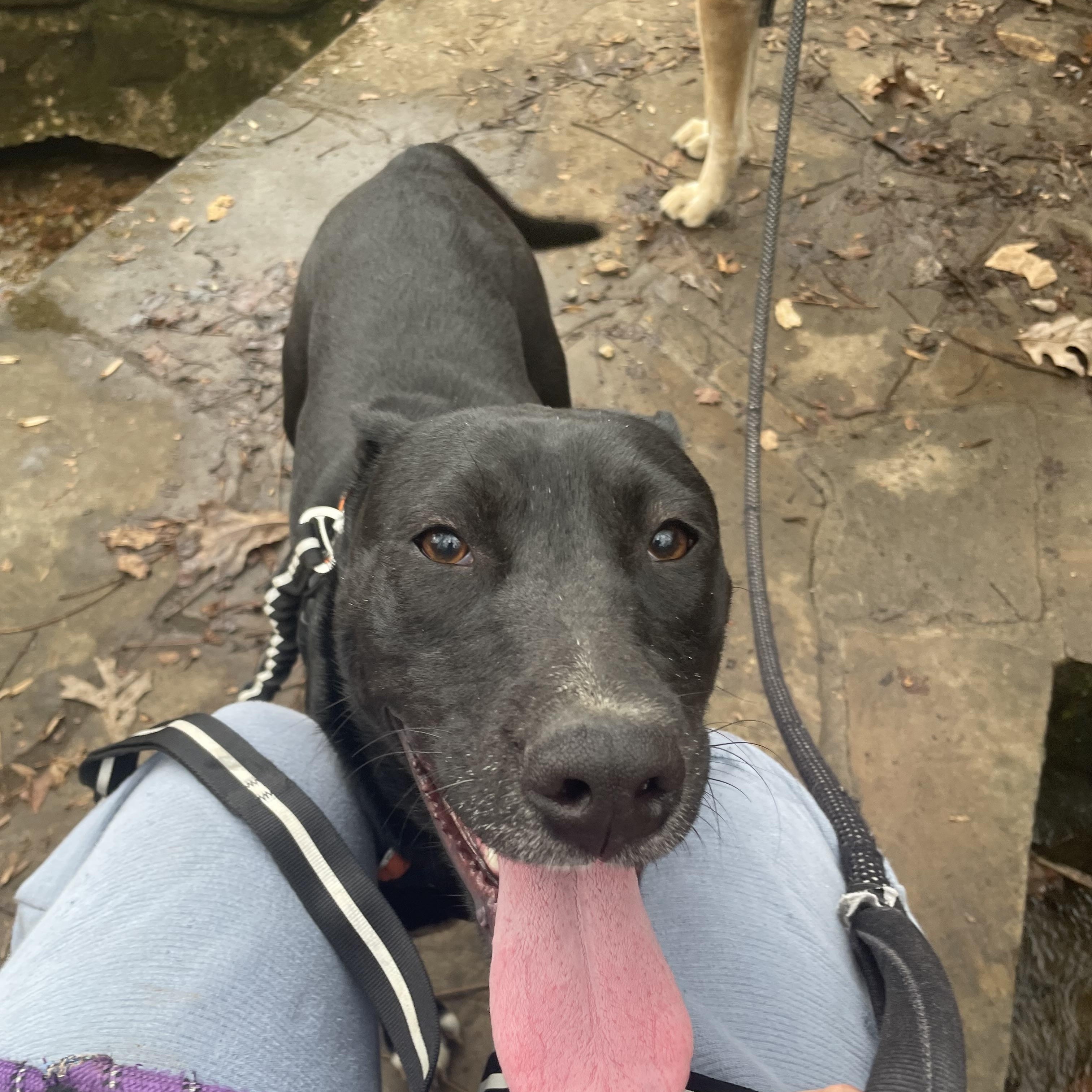 Enlarge Josie, a Adoptable mixed breed in Tracy City , TN image 2/4