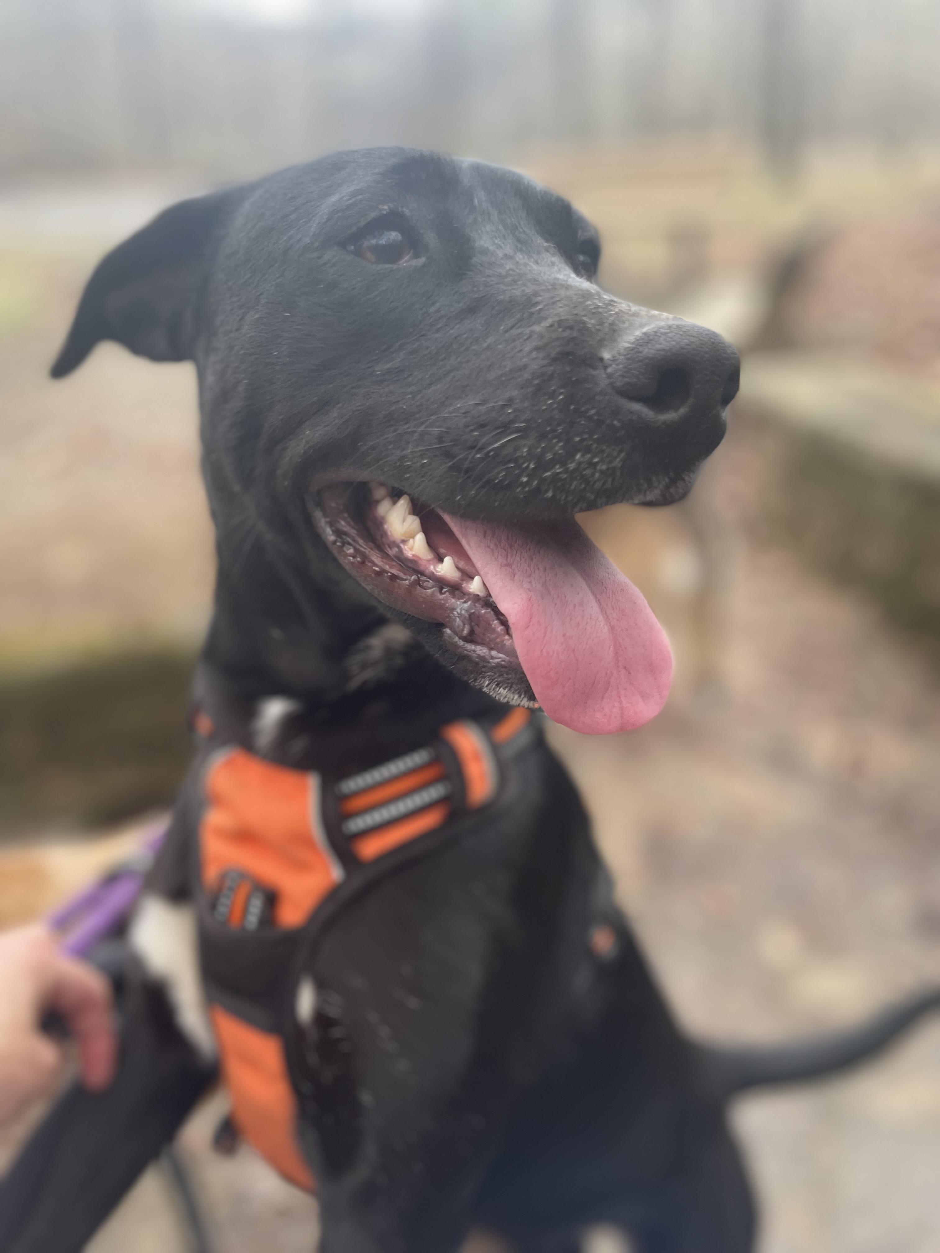 Enlarge Josie, a Adoptable mixed breed in Tracy City , TN image 3/4