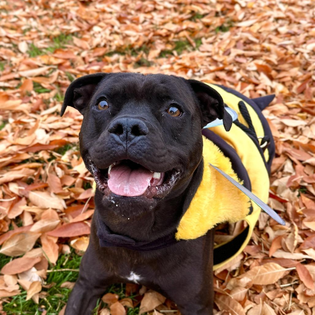 Koda, Adoptable, Adult Male Mixed Breed.