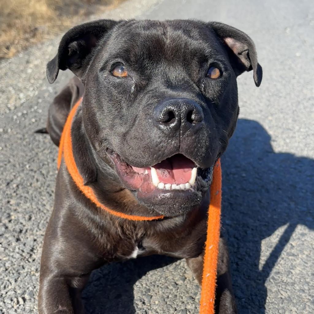 Koda, a Adoptable Mixed Breed in Spokane, WA image 4/6