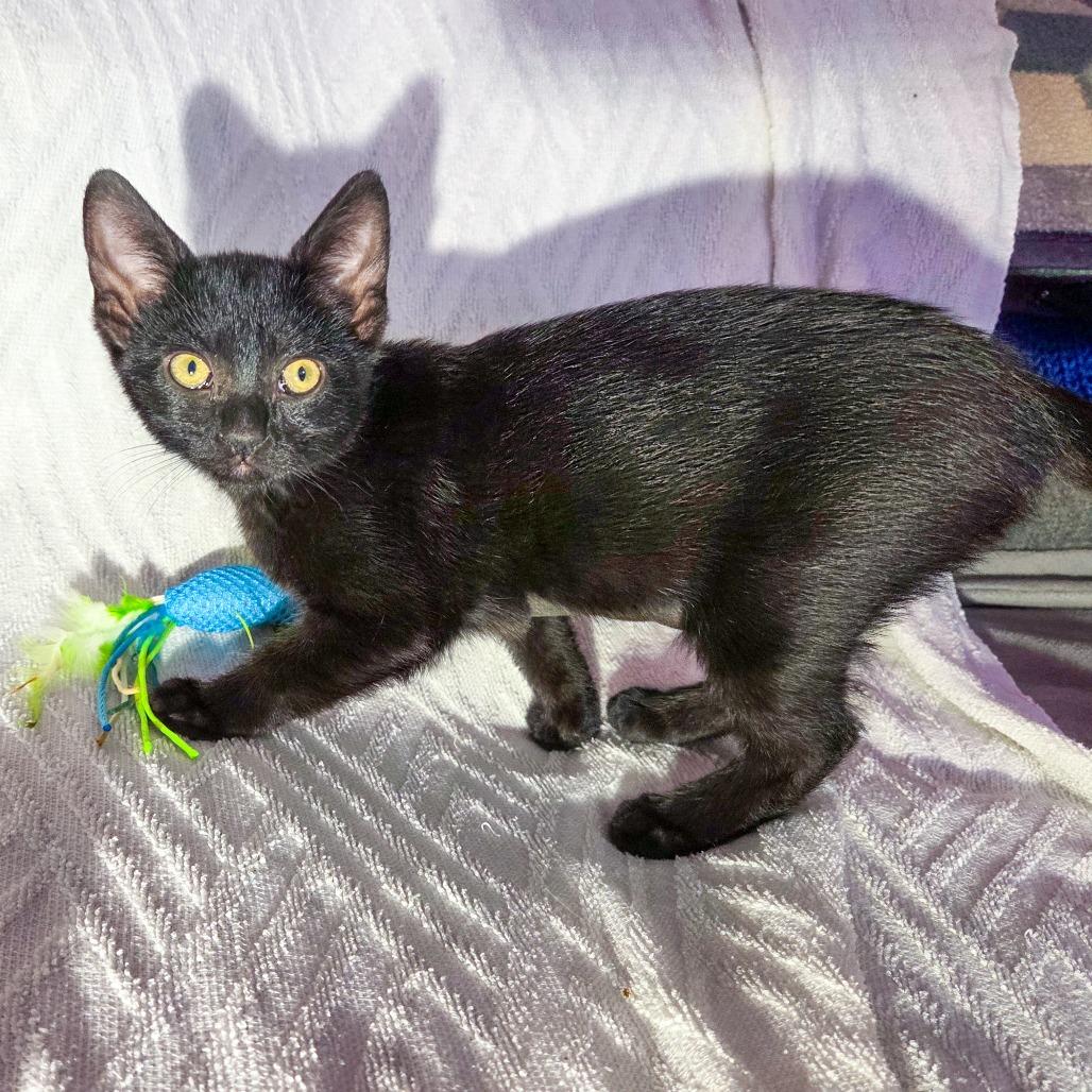 Inky, Adoptable, Kitten Female Domestic Short Hair.