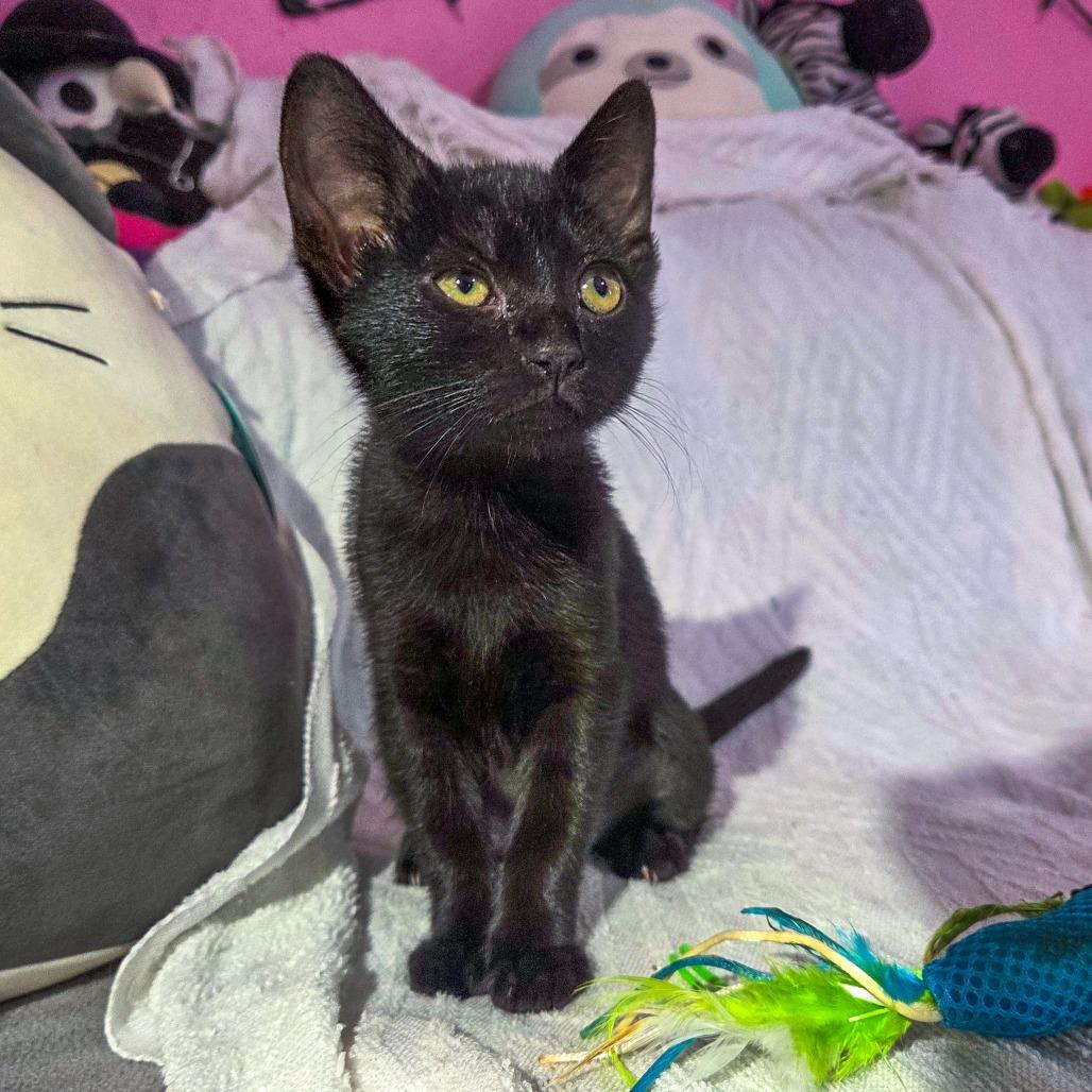 Inky, a Adoptable Domestic Short Hair in San Diego, CA image 2/5