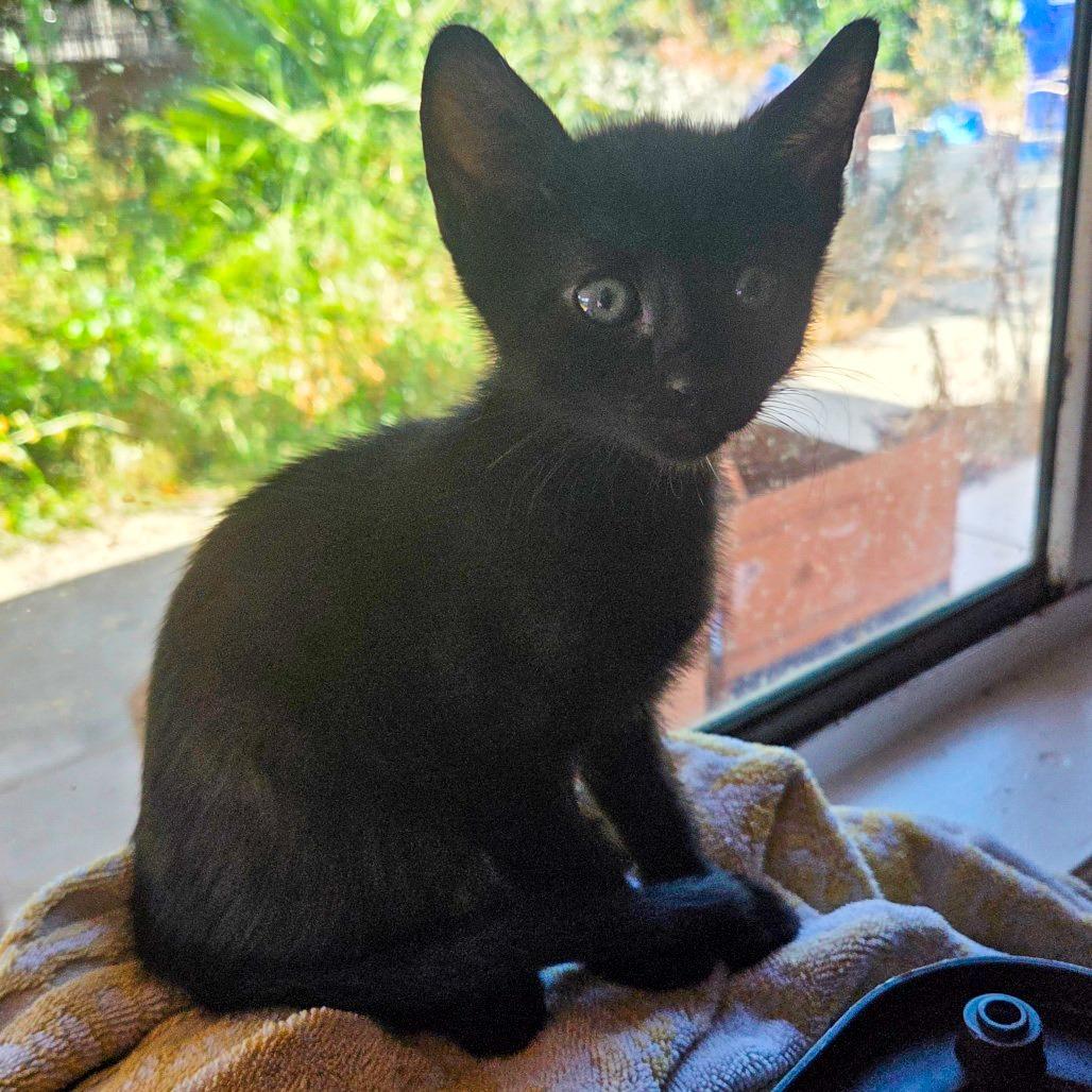 Inky, a Adoptable Domestic Short Hair in San Diego, CA image 3/5