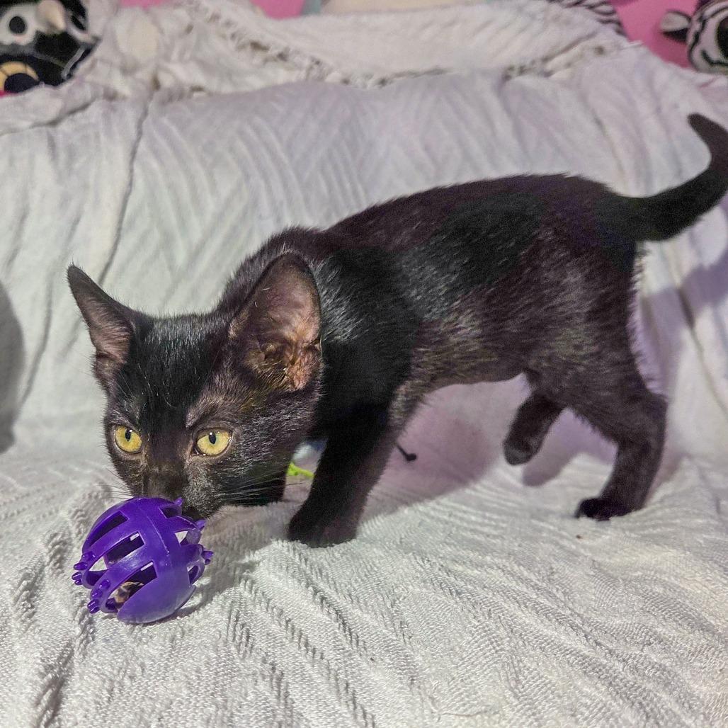 Inky, a Adoptable Domestic Short Hair in San Diego, CA image 4/5