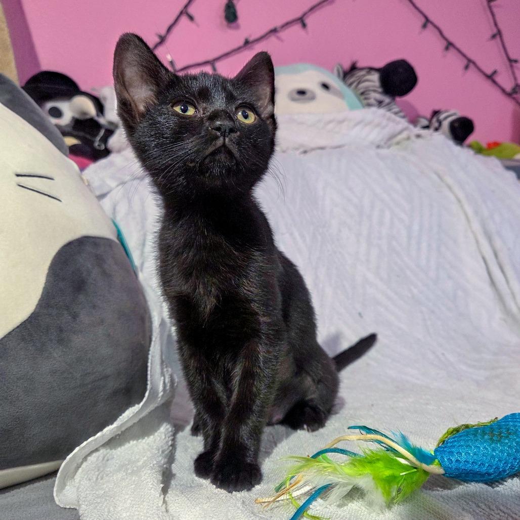 Inky, a Adoptable Domestic Short Hair in San Diego, CA image 5/5