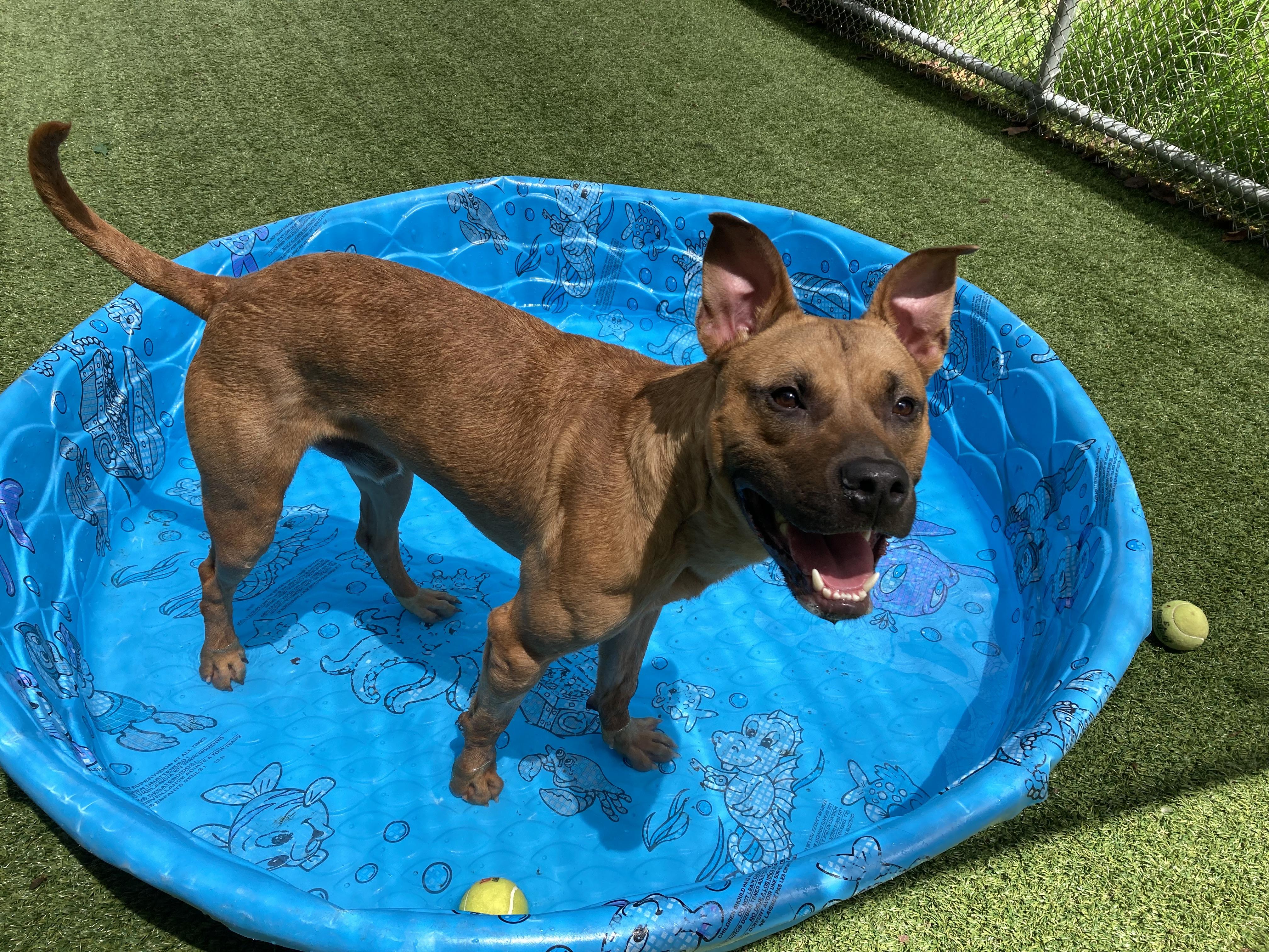 Theo, Adoptable, Young Male Pit Bull Terrier & Belgian Shepherd / Malinois.