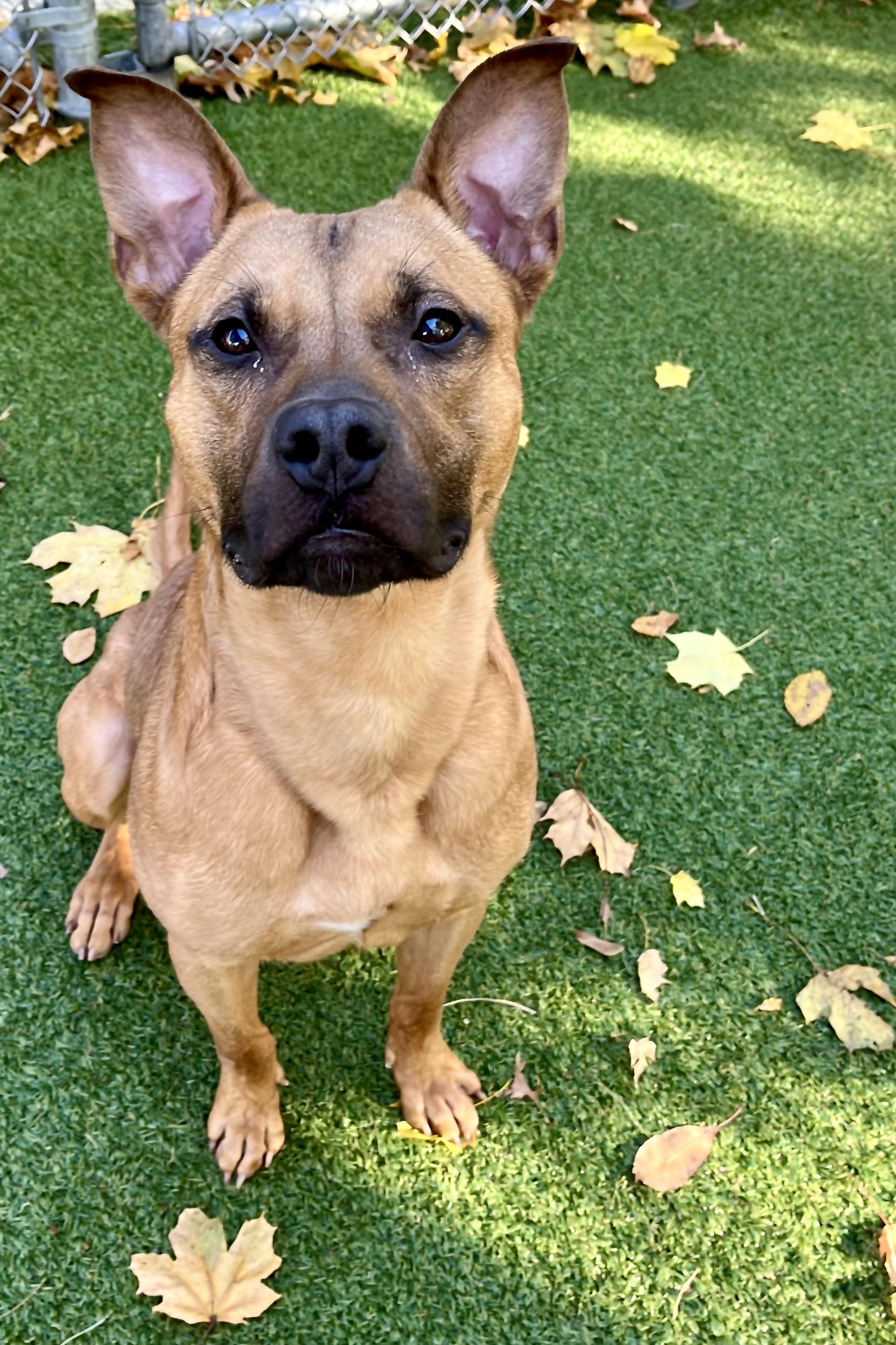 Enlarge Theo, a Adoptable mixed breed in Greenwich, CT image 2/3