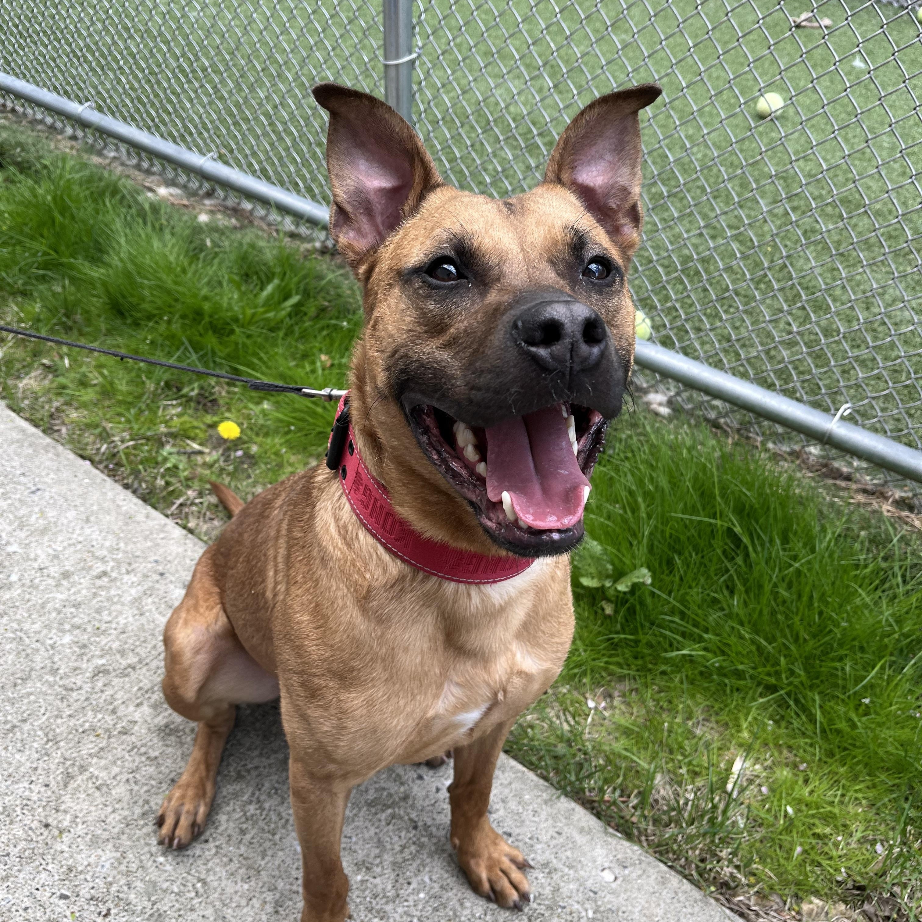 Enlarge Theo, a Adoptable mixed breed in Greenwich, CT image 3/3
