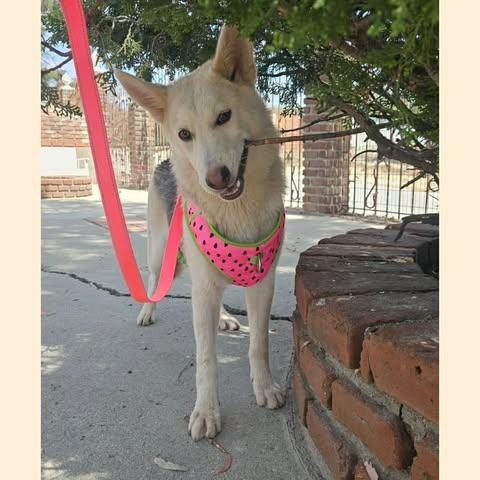 Enlarge SOL 9 months 30 pounds, a Adoptable mixed breed in san diego, CA image 6/6
